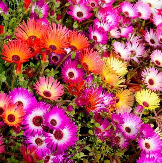 Livingstone Daisy Mixed Seeds – Dorotheanthus bellidiformis - SHOP SEEDS