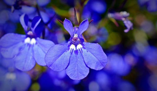 Lobelia Crystal Palace Seeds – Lobelia erinus - SHOP SEEDS
