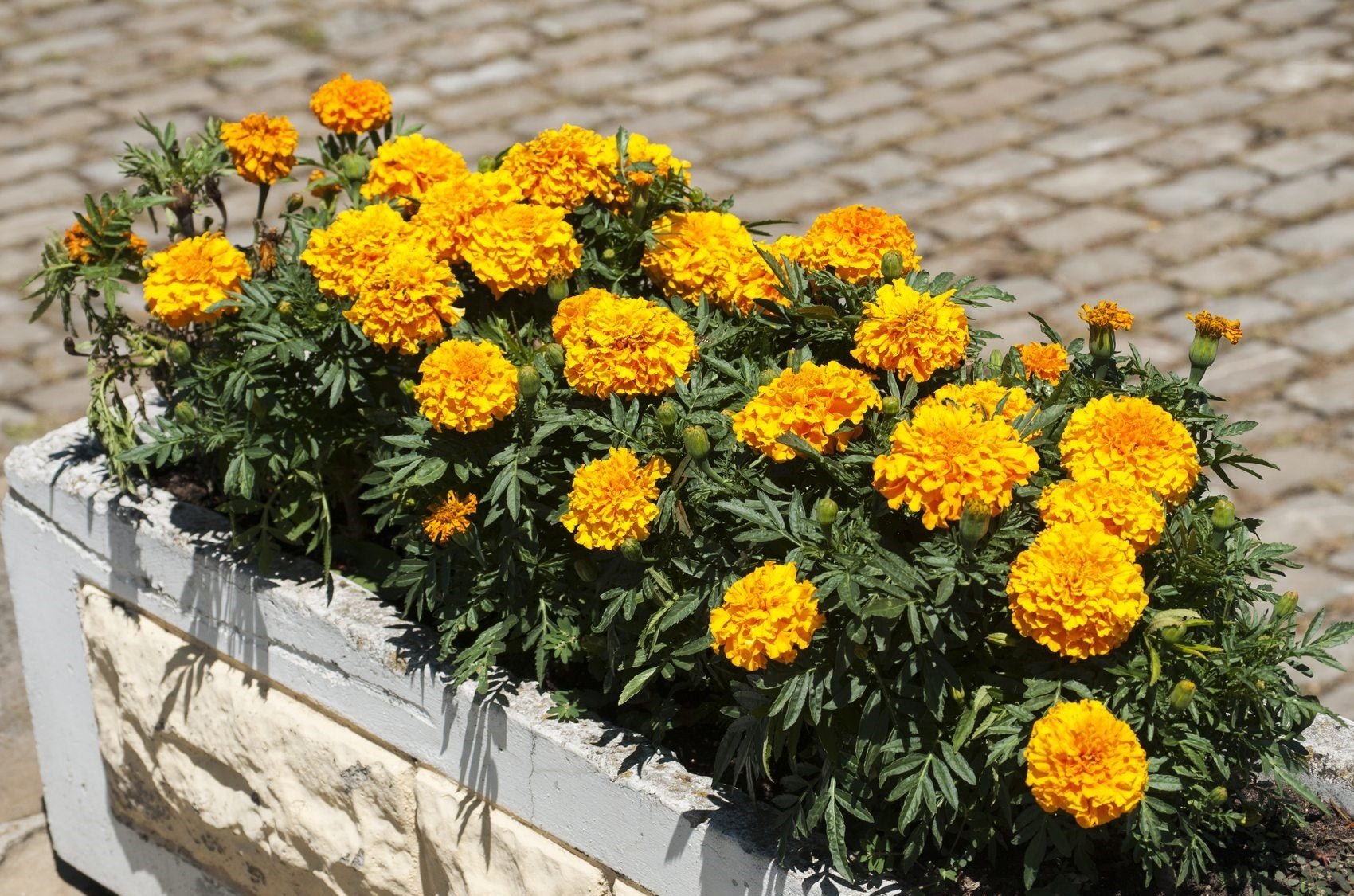 Marigold African Crackerjack Flower Seeds – Tagetes erecta - SHOP SEEDS