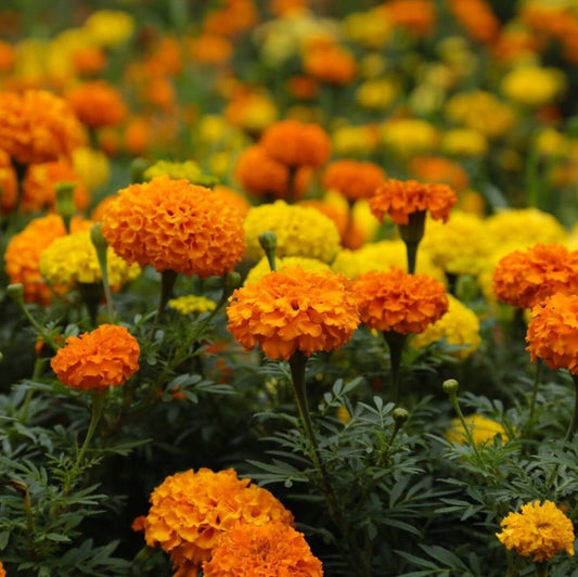 Marigold African Crackerjack Flower Seeds – Tagetes erecta - SHOP SEEDS
