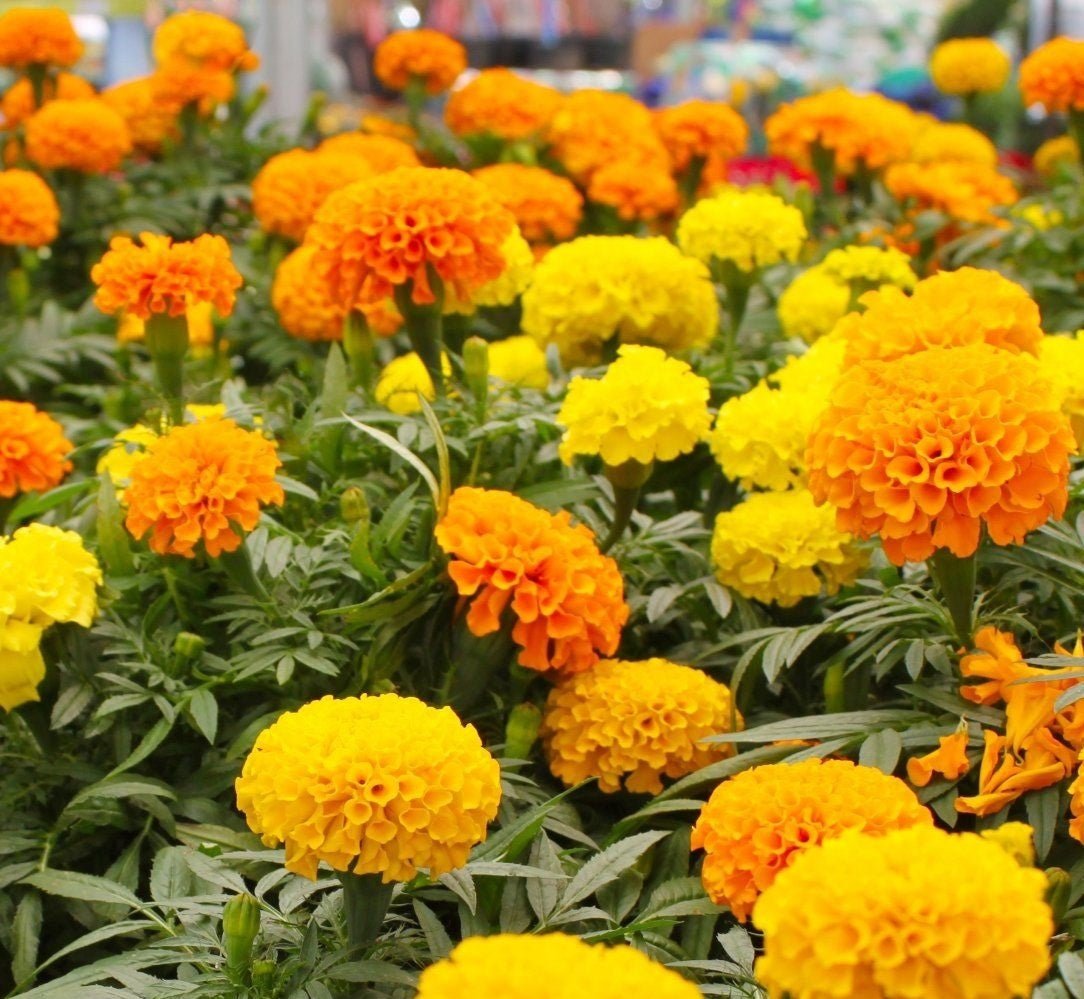 Marigold African Crackerjack Flower Seeds – Tagetes erecta - SHOP SEEDS