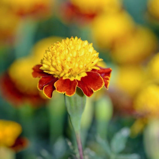 Marigold French Tiger Eyes Flower Seeds – Tagetes erecta - SHOP SEEDS