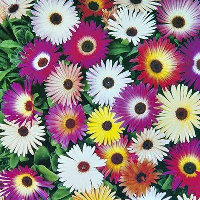 Mesembryanthemum Flower Seeds – Mesembryanthemum bellidiformis - SHOP SEEDS