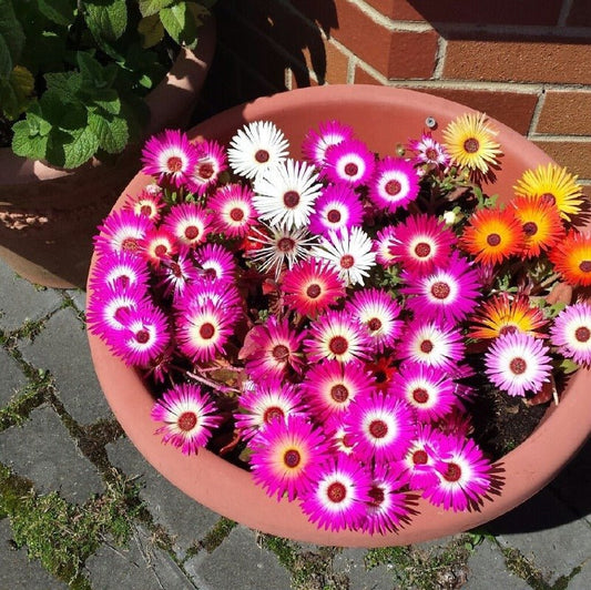 Mesembryanthemum Flower Seeds – Mesembryanthemum bellidiformis - SHOP SEEDS