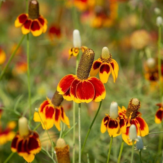 Mexican Hat Flower Seeds – Ratibida columnifera - SHOP SEEDS