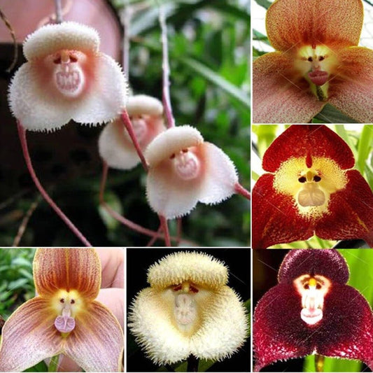 Monkey Face Flower Seeds – Dracula simia - SHOP SEEDS