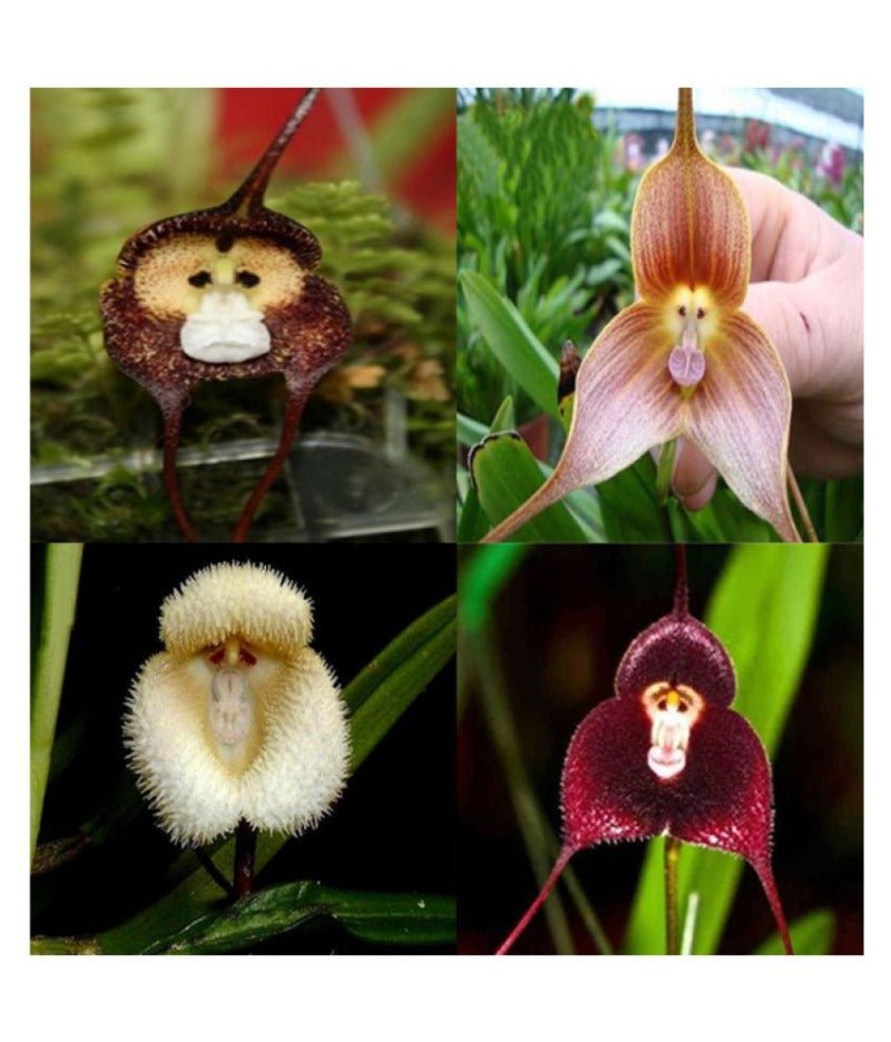 Monkey Face Flower Seeds – Dracula simia - SHOP SEEDS