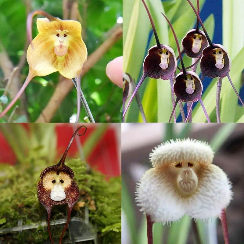 Monkey Face Flower Seeds – Dracula simia - SHOP SEEDS