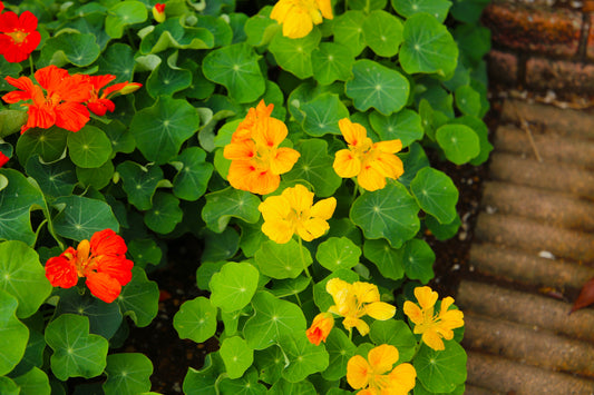 Nasturtium Jewel Mixed Seeds – Tropaeolum majus - SHOP SEEDS