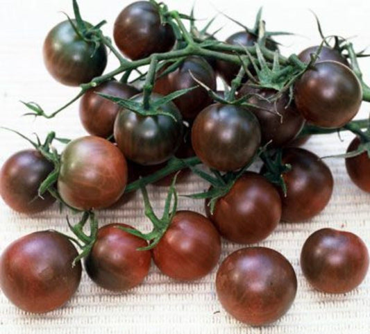 Organic Black Pearl Cherry Tomatoes Seeds – Solanum lycopersicum - SHOP SEEDS