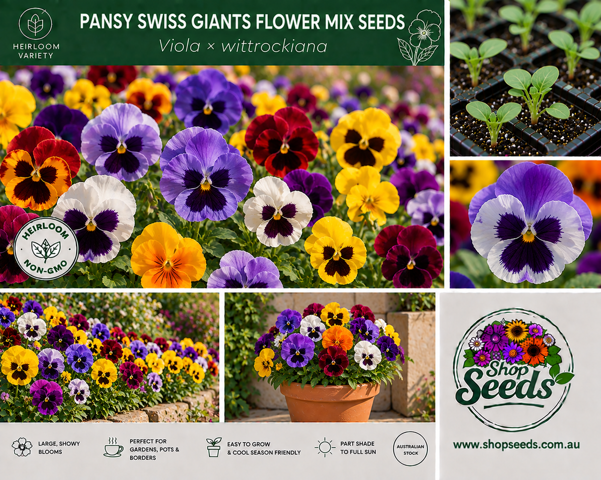Pansy Swiss Giants Flower Mix Seeds – Viola × wittrockiana - SHOP SEEDS
