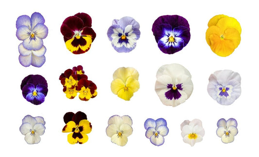 Pansy Swiss Giants Flower Mix Seeds – Viola × wittrockiana - SHOP SEEDS