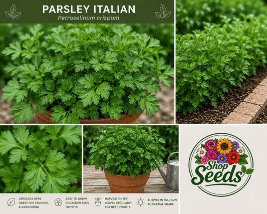 Parsley Italian – Petroselinum crispum - SHOP SEEDS