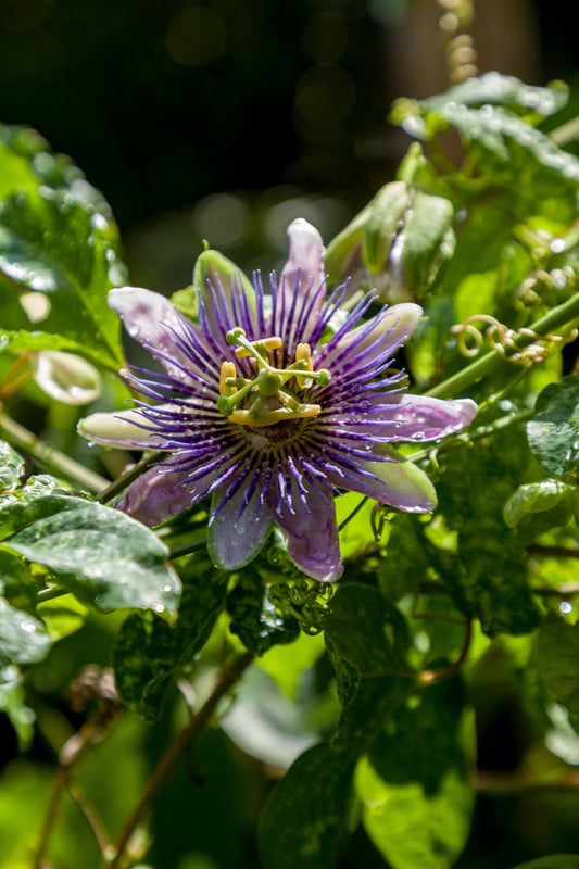 Passionfruit Seeds – Passiflora edulis - SHOP SEEDS