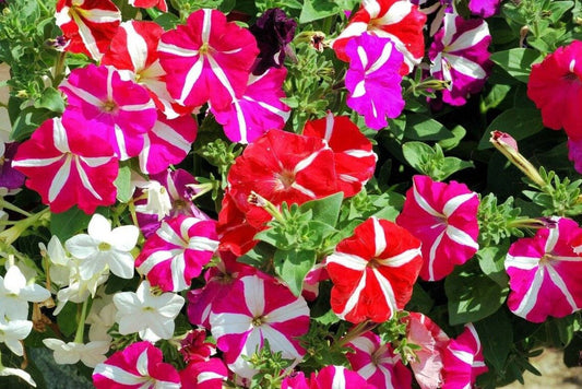 Petunia Striped Multiple Colour Flower Seeds – Petunia x hybrida - SHOP SEEDS