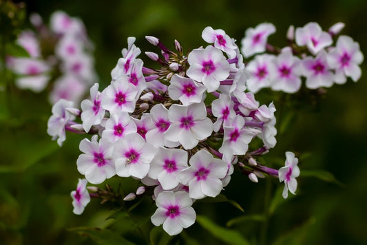 Phlox Beauty Sensation Seeds - Phlox drummondii - SHOP SEEDS