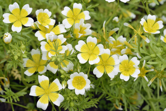 Poached Egg Flower Seeds – Limnanthes douglasii - SHOP SEEDS