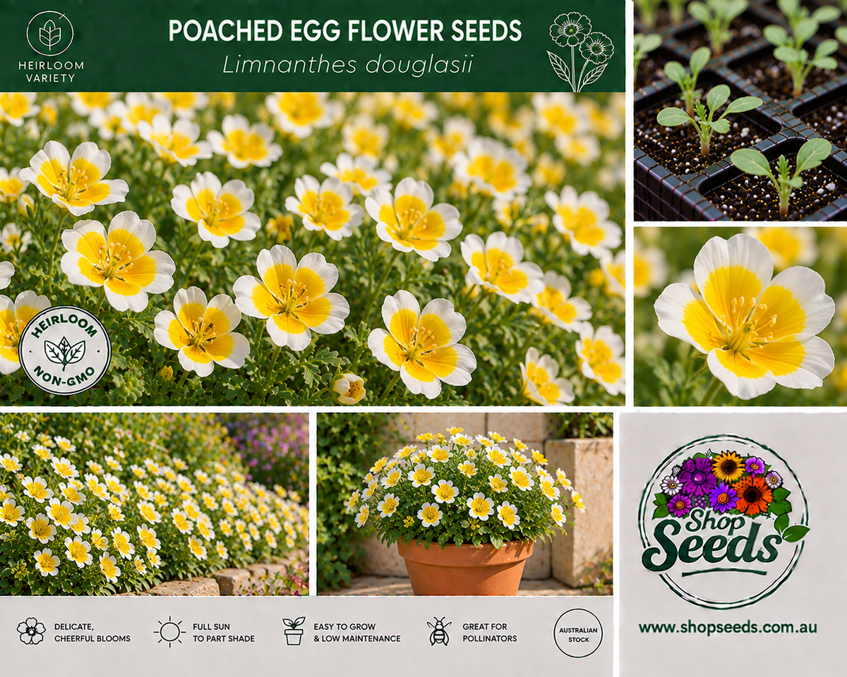 Poached Egg Flower Seeds – Limnanthes douglasii - SHOP SEEDS
