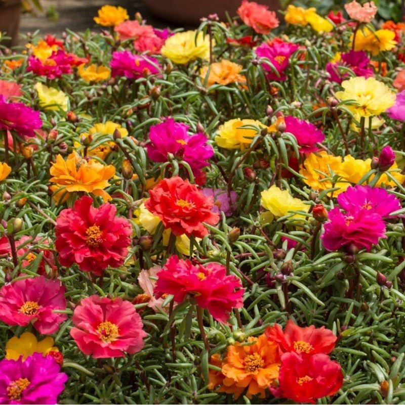 Portulaca Double Flower Seed Mix – Portulaca grandiflora - SHOP SEEDS
