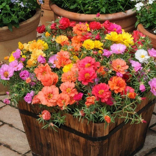 Portulaca Double Flower Seed Mix – Portulaca grandiflora - SHOP SEEDS