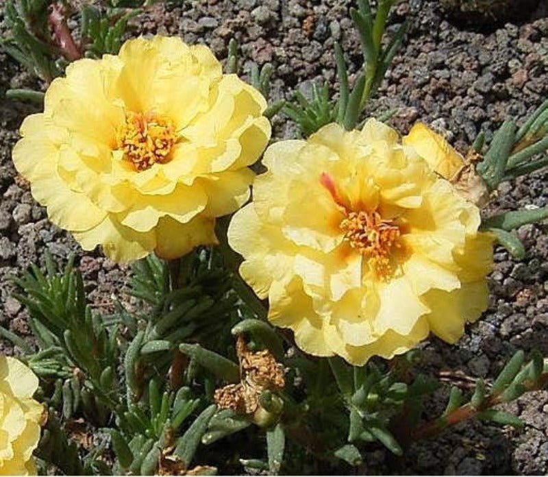 Portulaca Double Flower Seed Mix – Portulaca grandiflora - SHOP SEEDS