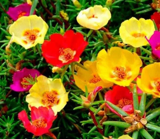 Portulaca Single Flowered Seed Mix – Portulaca grandiflora - SHOP SEEDS