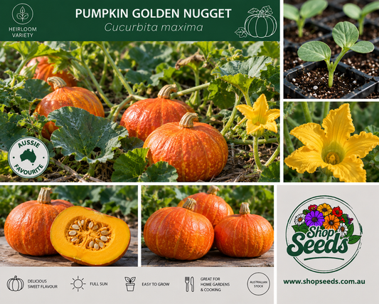 Pumpkin Golden Nugget - Cucurbita maxima - SHOP SEEDS