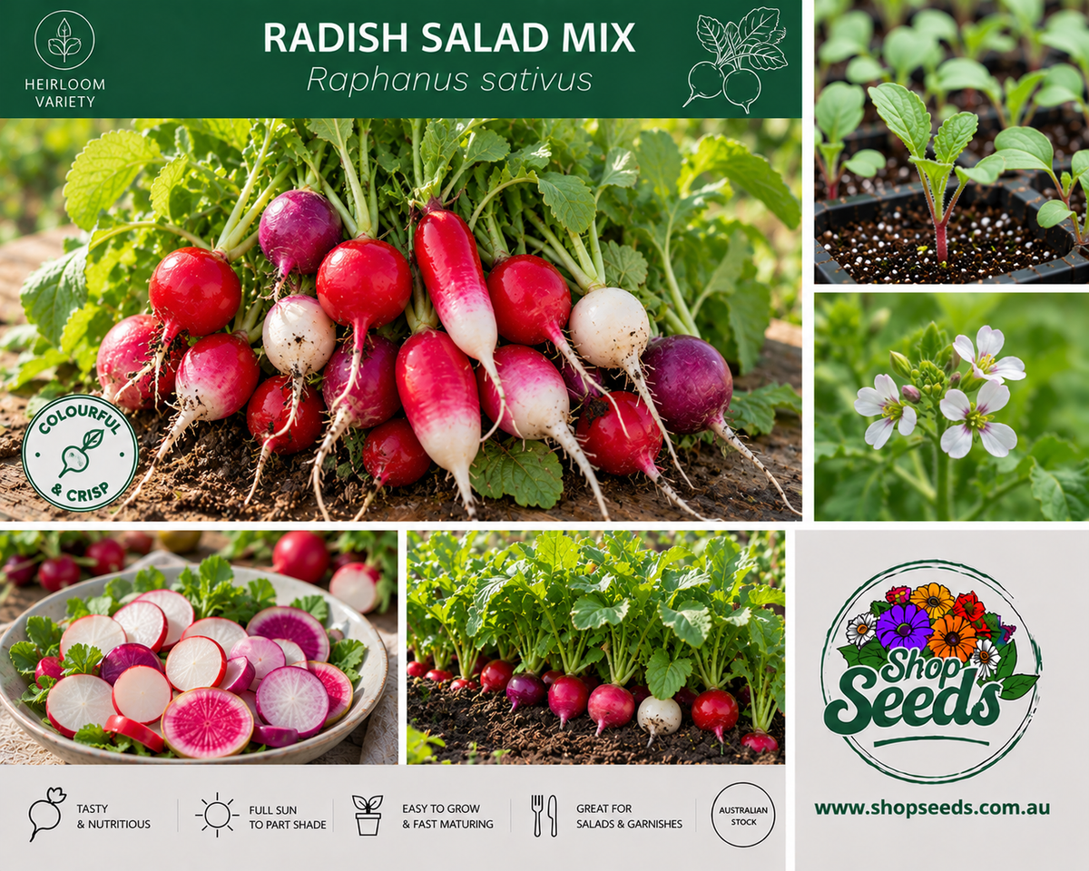 Radish Salad Mix - Raphanus sativus - SHOP SEEDS