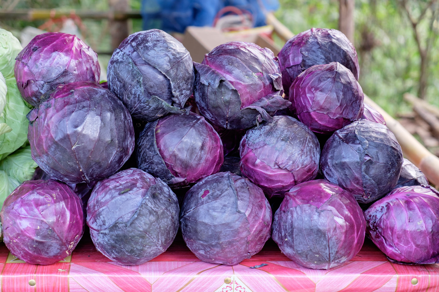 Red Cabbage Seeds – Brassica oleracea (Aussie Organic Certified) - SHOP SEEDS