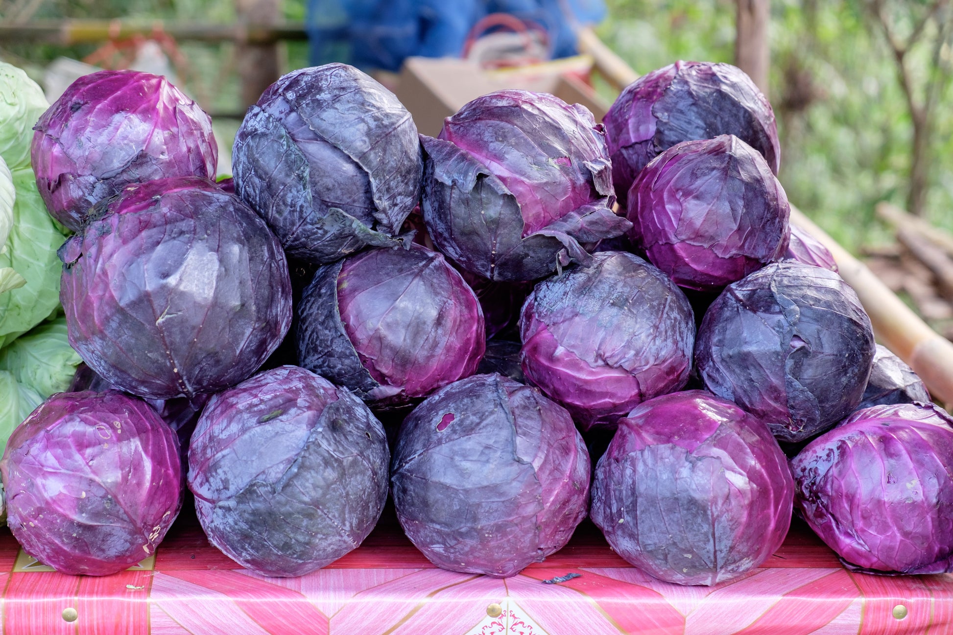 Red Cabbage Seeds – Brassica oleracea (Aussie Organic Certified) - SHOP SEEDS