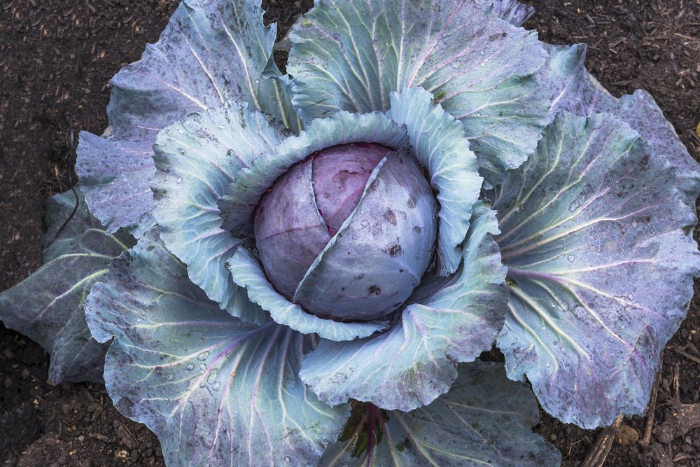 Red Cabbage Seeds – Brassica oleracea (Aussie Organic Certified) - SHOP SEEDS