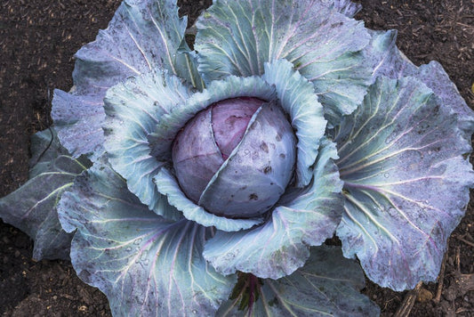 Red Cabbage Seeds – Brassica oleracea (Aussie Organic Certified) - SHOP SEEDS