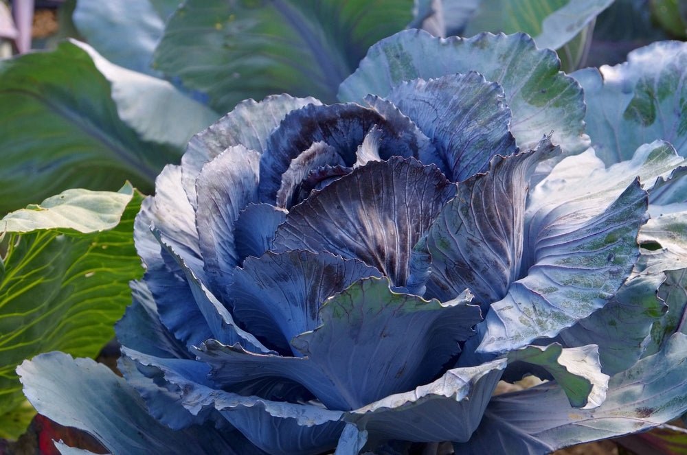 Red Cabbage Seeds – Brassica oleracea (Aussie Organic Certified) - SHOP SEEDS
