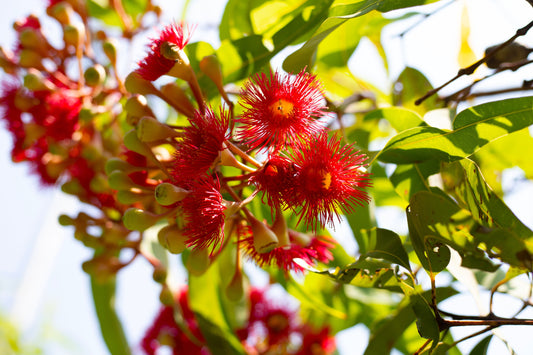 Red Flowering Gum Tree Seeds – Corymbia ficifolia - SHOP SEEDS