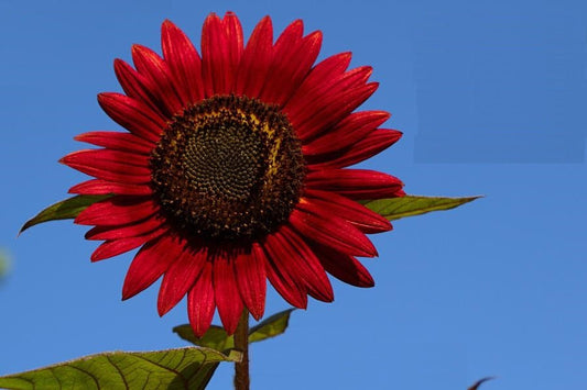 Red Sunflower Seeds – Helianthus annuus - SHOP SEEDS