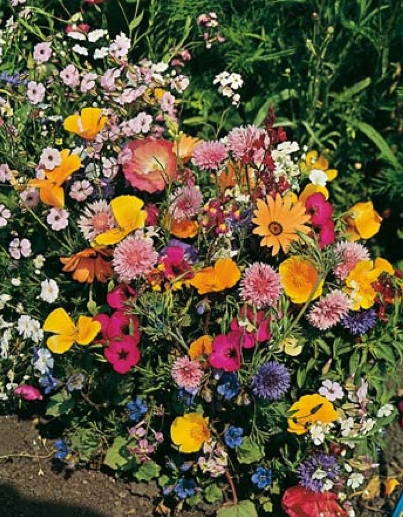 Rockery Mixed Flower Seeds – Mixed Varieties - SHOP SEEDS