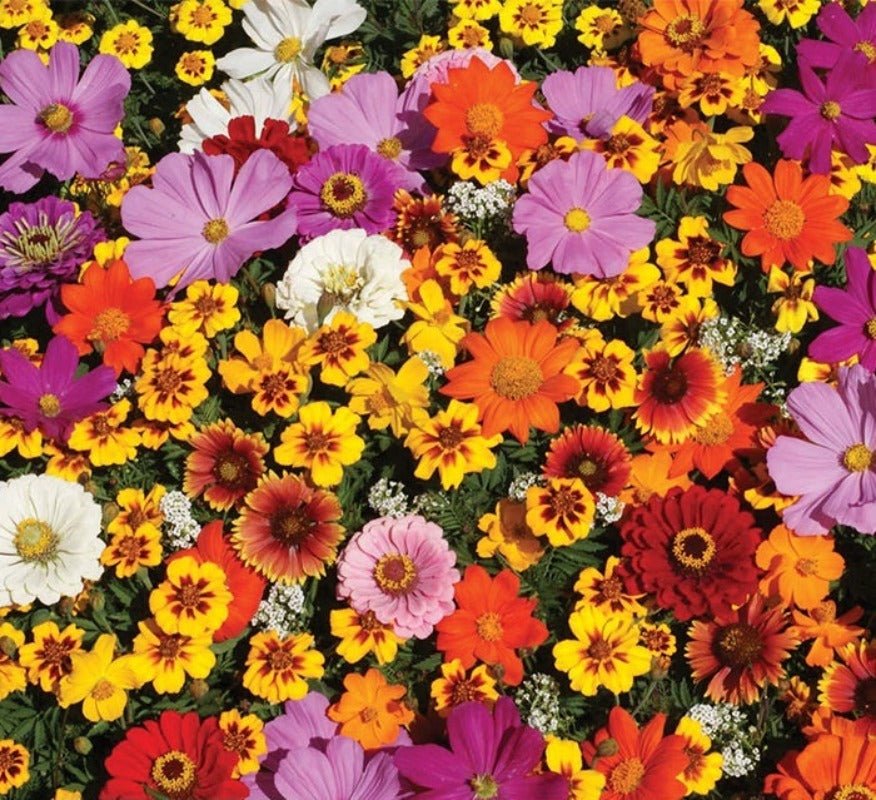 Rockery Mixed Flower Seeds – Mixed Varieties - SHOP SEEDS
