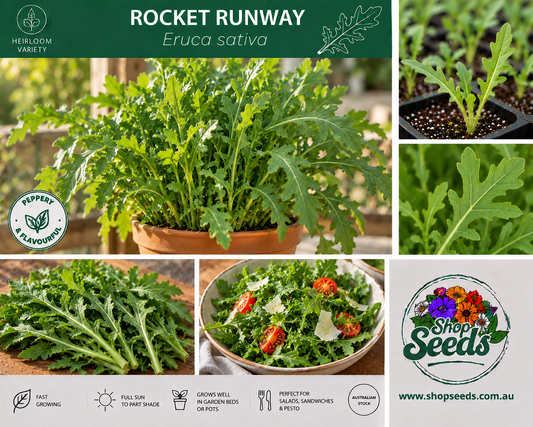 Rocket Runway - Eruca sativa - SHOP SEEDS