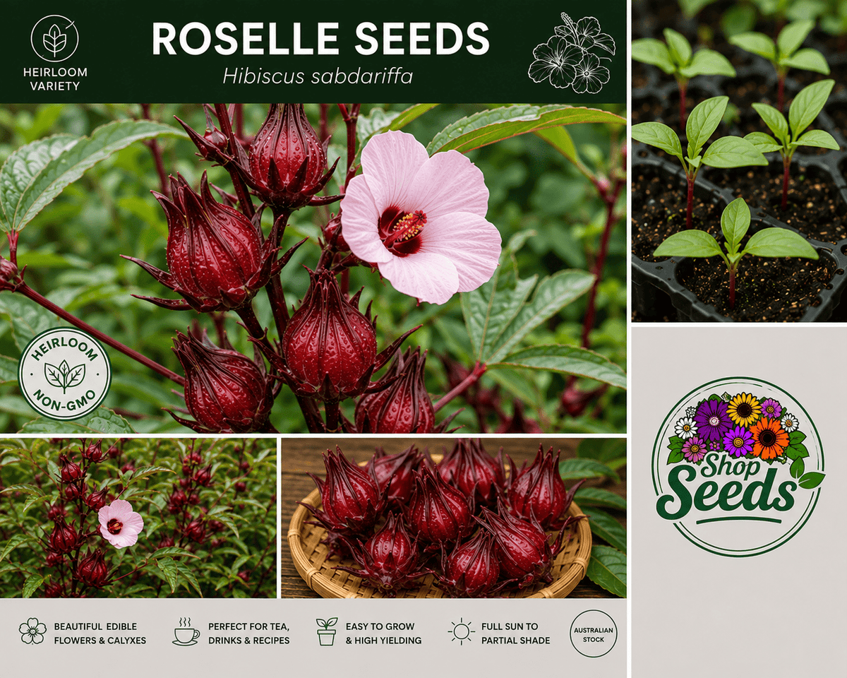 Roselle Seeds – Hibiscus sabdariffa - SHOP SEEDS