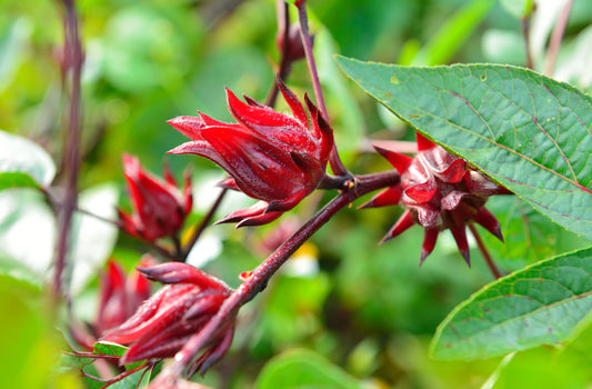 Roselle Seeds – Hibiscus sabdariffa - SHOP SEEDS