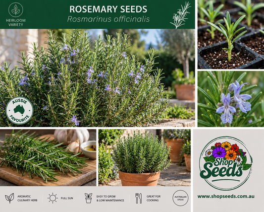 Rosemary - Rosmarinus officinalis - SHOP SEEDS
