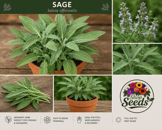 Sage Seeds – Salvia officinalis - SHOP SEEDS
