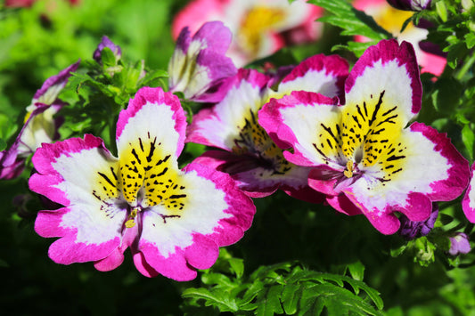 Schizanthus Angel Wings Flower Mix Seeds – Schizanthus pinnatus - SHOP SEEDS