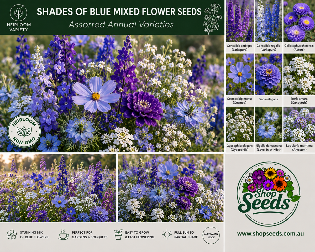 Shades of Blue Mixed Flower Seeds – Assorted Annual Varieties - SHOP SEEDS