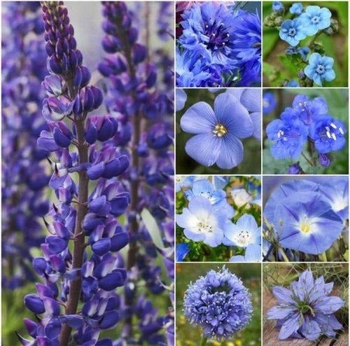 Shades of Blue Mixed Flower Seeds – Assorted Annual Varieties - SHOP SEEDS