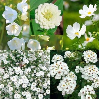 Shades of White Flower Mix Seeds – Assorted Annual Varieties - SHOP SEEDS