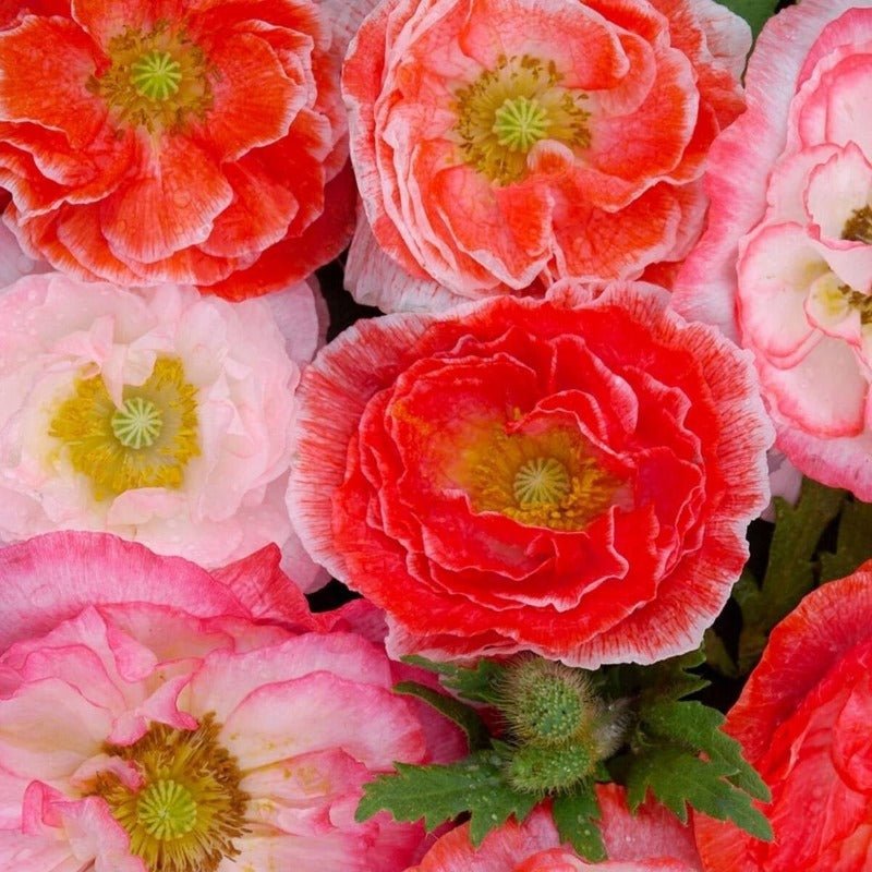 Shirley Poppy Double Flower Seeds – Papaver rhoeas - SHOP SEEDS