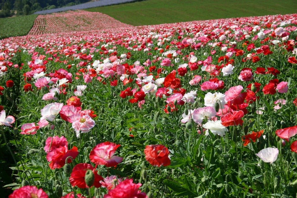 Shirley Poppy Double Flower Seeds – Papaver rhoeas - SHOP SEEDS