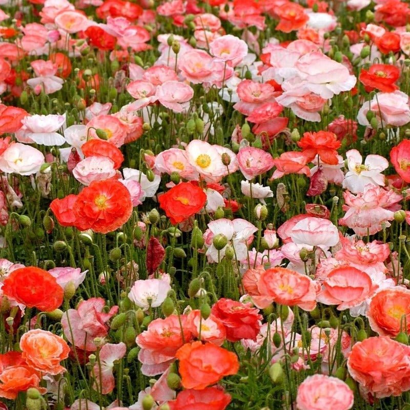 Shirley Poppy Double Flower Seeds – Papaver rhoeas - SHOP SEEDS