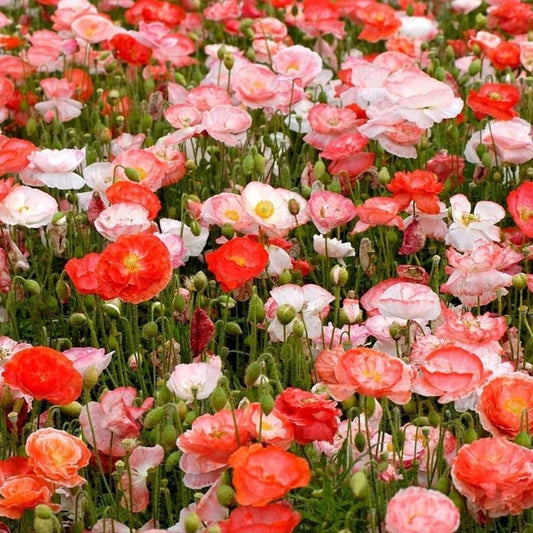 Shirley Poppy Double Flower Seeds – Papaver rhoeas - SHOP SEEDS